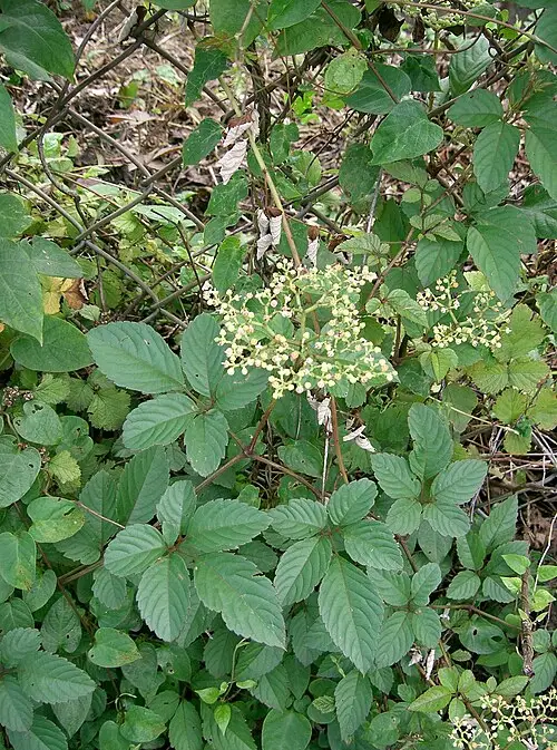 거지덩굴 (Causonis japonica)