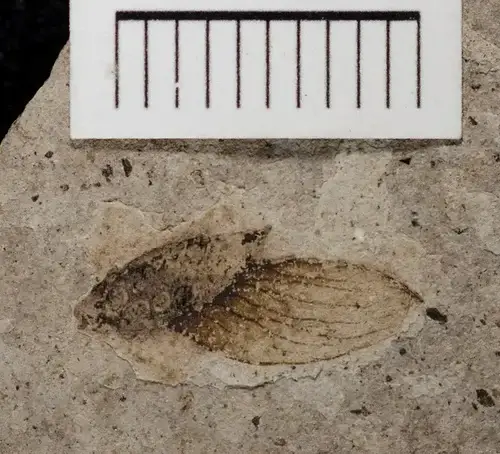 케드렐로스페르뭄 (Cedrelospermum nervosum)