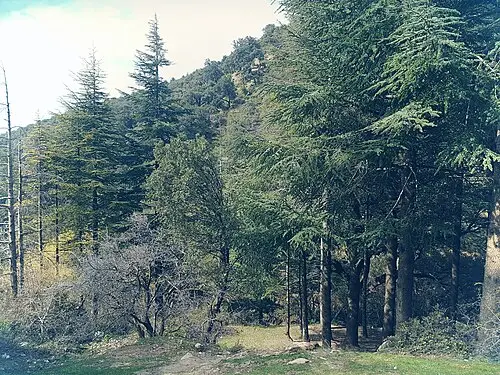 아틀라스개잎갈나무 (Cedrus atlantica)