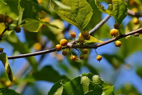 노박덩굴 (Celastrus orbiculatus)