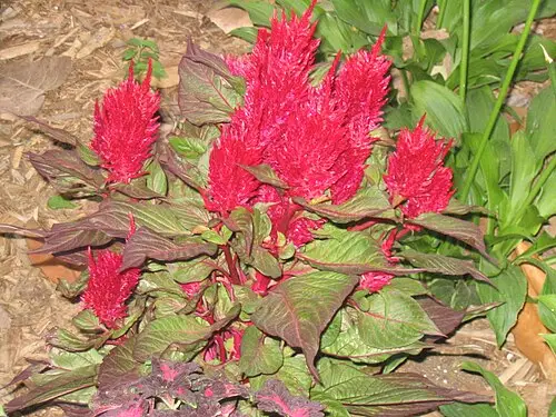 맨드라미 (Celosia argentea)
