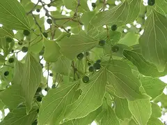 풍게나무