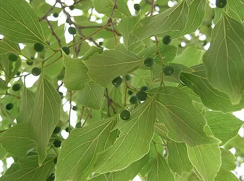 풍게나무 (Celtis jessoensis)