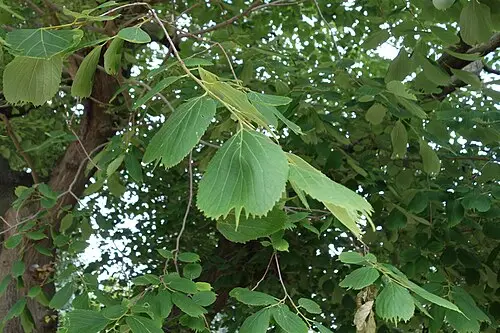 왕팽나무 (Celtis koraiensis)