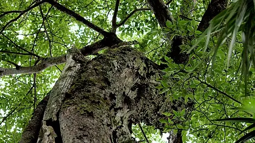 팽나무 (Celtis sinensis)