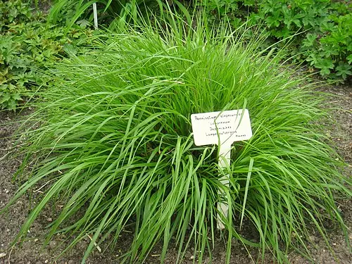 수크령 (Cenchrus alopecuroides)