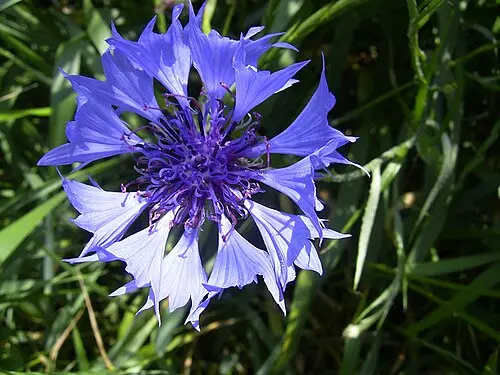 수레국화 (Centaurea cyanus)