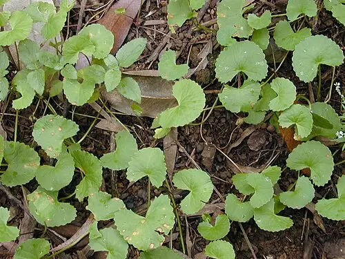 병풀 (Centella asiatica)