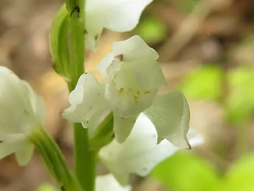 은난초 (Cephalanthera erecta)