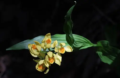 금난초 (Cephalanthera falcata)