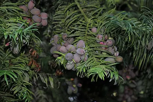 중국개비자나무 (Cephalotaxus fortunei)