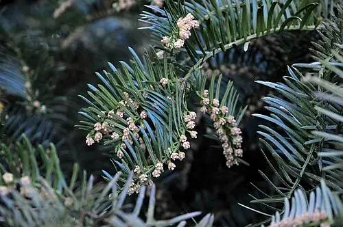 개비자나무 (Cephalotaxus harringtonii)