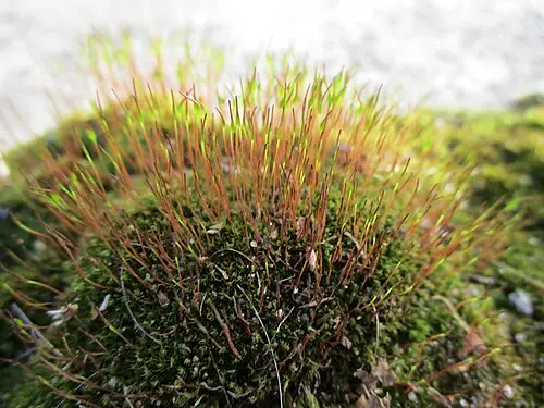 지붕빨간이끼 (Ceratodon purpureus)