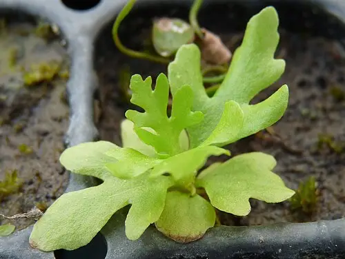물고사리 (Ceratopteris thalictroides)