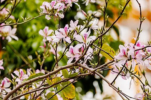 박태기나무 (Cercis chinensis)