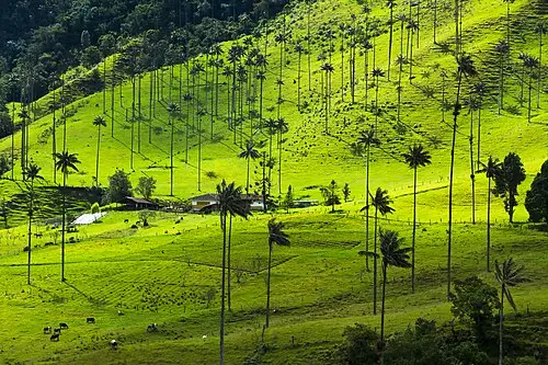 킨디오왁스야자 (Ceroxylon quindiuense)