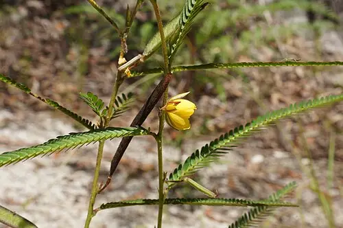차풀 (Chamaecrista nomame)