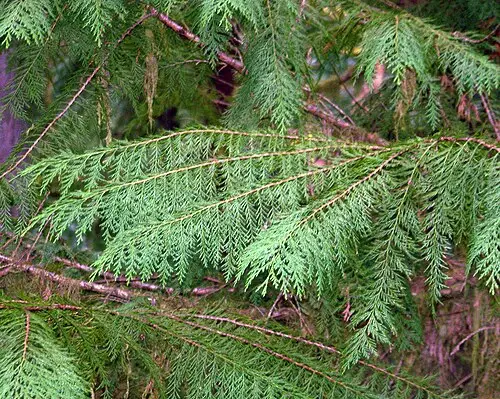 로손편백 (Chamaecyparis lawsoniana)