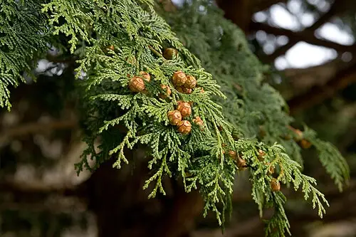 편백 (Chamaecyparis obtusa)