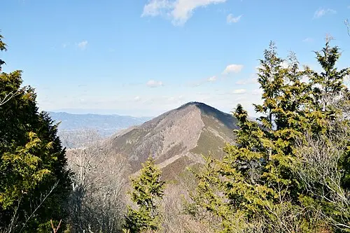 화백 (Chamaecyparis pisifera)