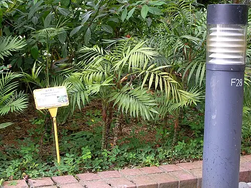 테이블야자 (Chamaedorea elegans)