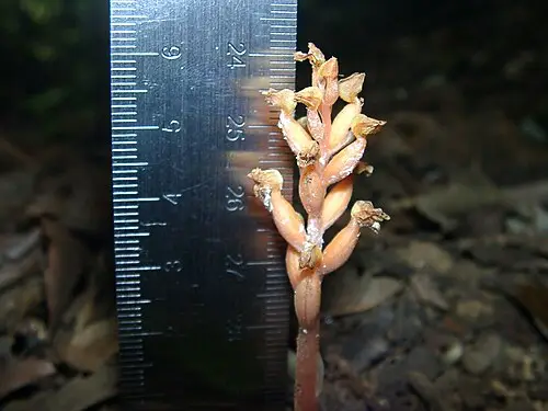 애기천마 (Chamaegastrodia shikokiana)