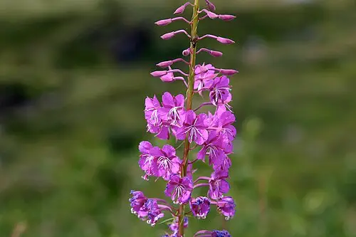 분홍바늘꽃 (Chamaenerion angustifolium)