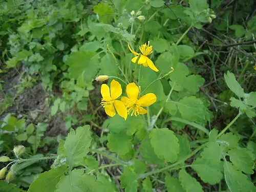 애기똥풀 (Chelidonium majus)
