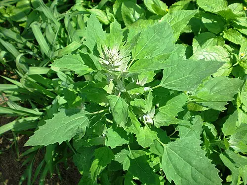 명아주 (Chenopodium album)