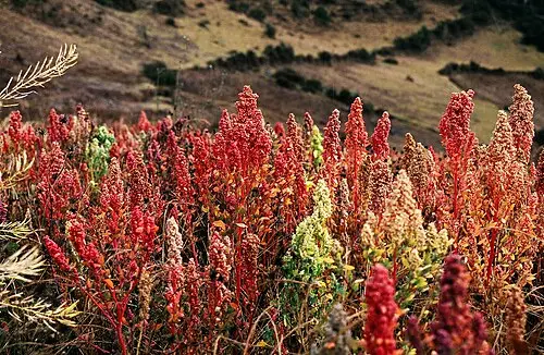 퀴노아 (Chenopodium quinoa)