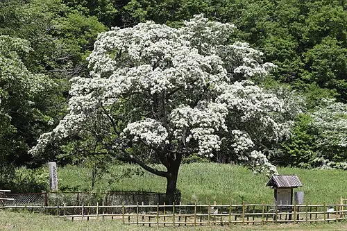 이팝나무 (Chionanthus retusus)