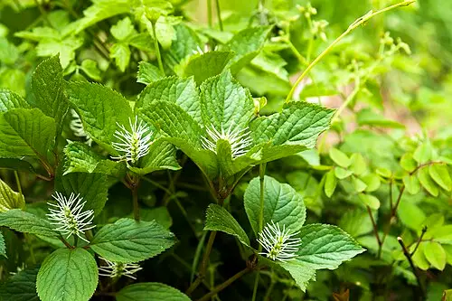 옥녀꽃대 (Chloranthus fortunei)
