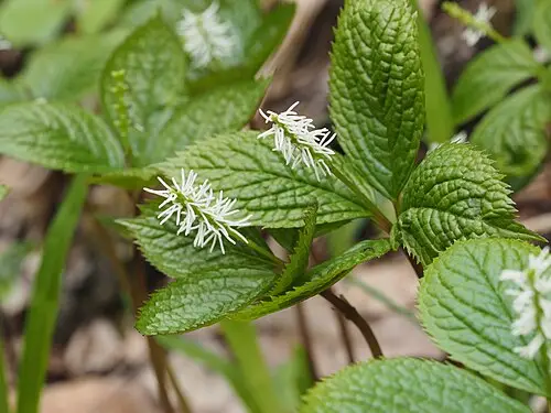 홀아비꽃대 (Chloranthus quadrifolius)
