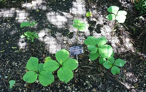 꽃대 (Chloranthus serratus)