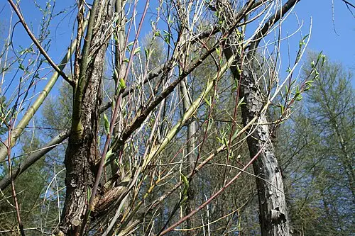 새양버들 (Chosenia arbutifolia)