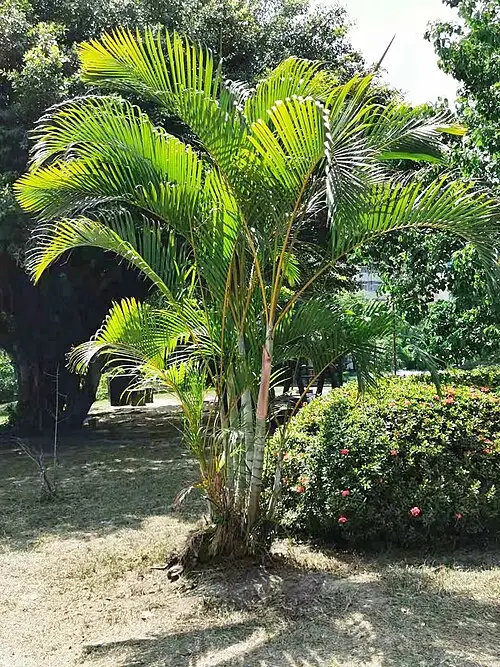 아레카야자 (Chrysalidocarpus lutescens)
