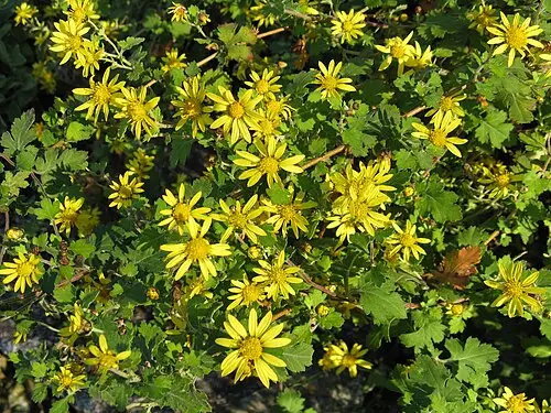 감국 (Chrysanthemum indicum)