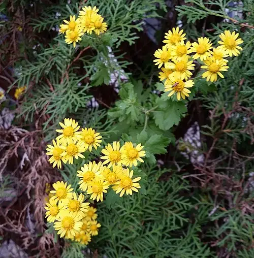 산국 (Chrysanthemum lavandulifolium)