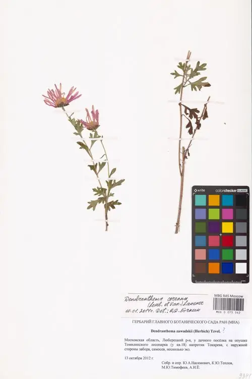 바위구절초 (Chrysanthemum oreastrum)