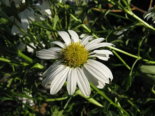 구절초 (Chrysanthemum zawadzkii)