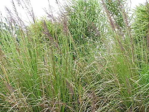 베티버 (Chrysopogon zizanioides)
