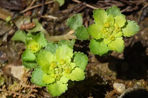 괭이눈 (Chrysosplenium grayanum)