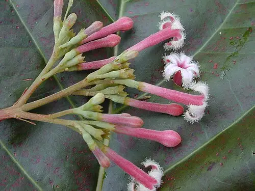 기나나무 (Cinchona pubescens)