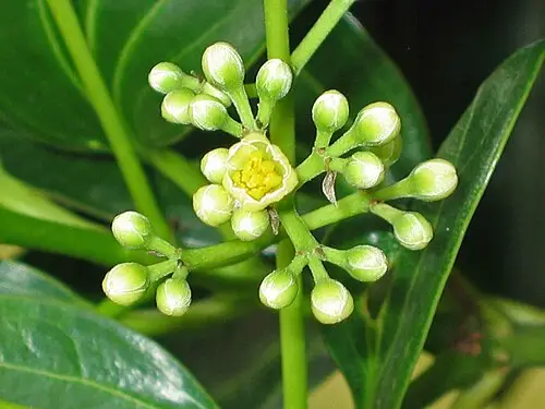 육계나무 (Cinnamomum aromaticum)