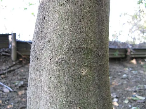 생달나무 (Cinnamomum chekiangense)