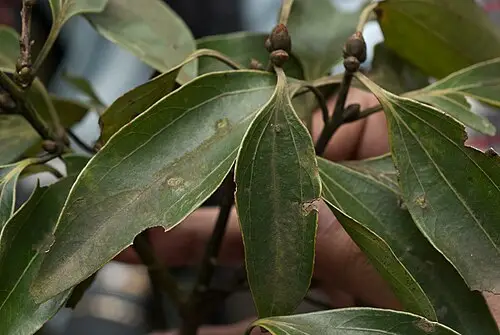 토육계 (Cinnamomum osmophloeum)