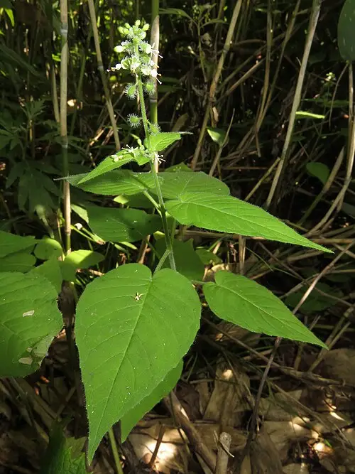 쇠털이슬 (Circaea cordata)