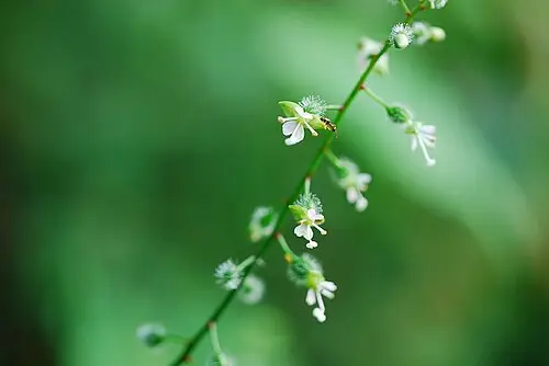 털이슬 (Circaea mollis)