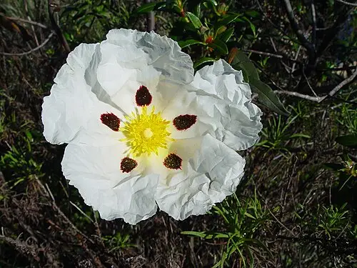 시스투스 (Cistus ladanifer)