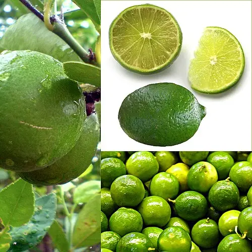 라임 (Citrus × aurantiifolia)
